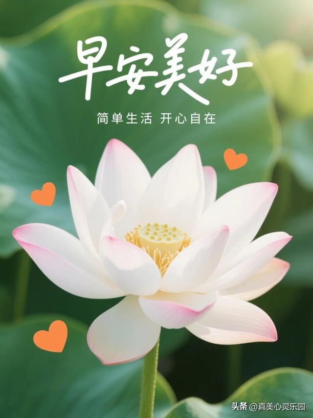 9张漂亮的早安祝福美图，愿你生活甜蜜幸福吉祥，开心快乐每一天