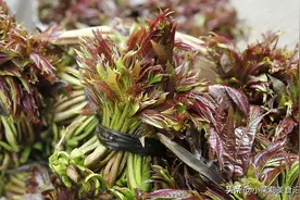 保存香椿，万不可直接放冰箱，老奶奶教2招，吃一年都新鲜香味浓图片