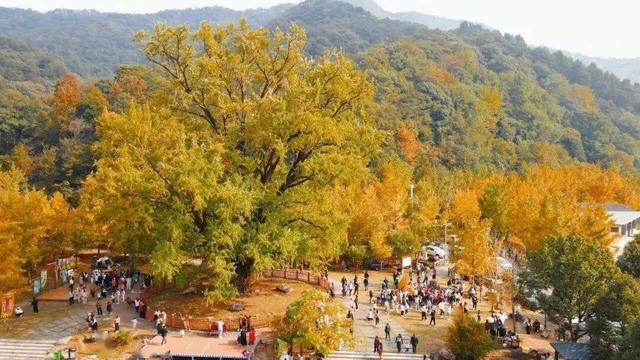 银杏黄金周倒计时!6大秘境+2个宝藏地的终极玩法,错过再等一年