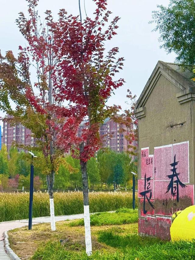 在长春，捕捉每一帧秋日浪漫