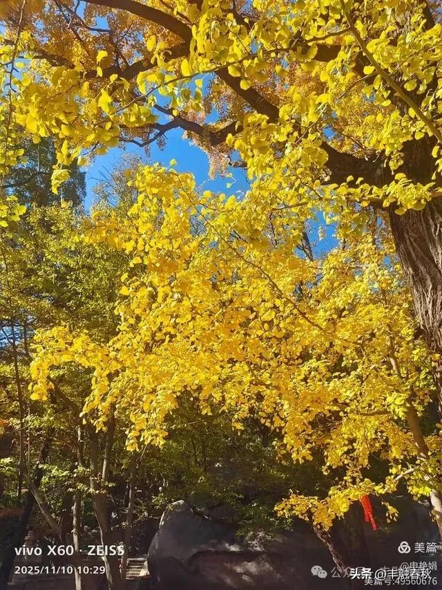 青岛崂山华严寺:山海间的禅意清响|申艳娟