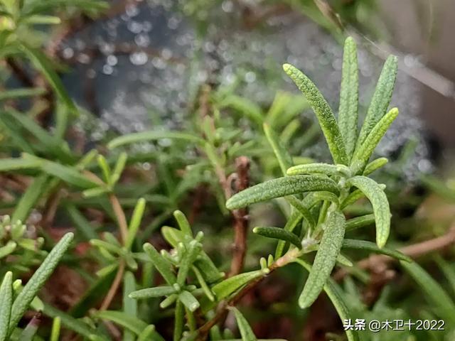 立秋