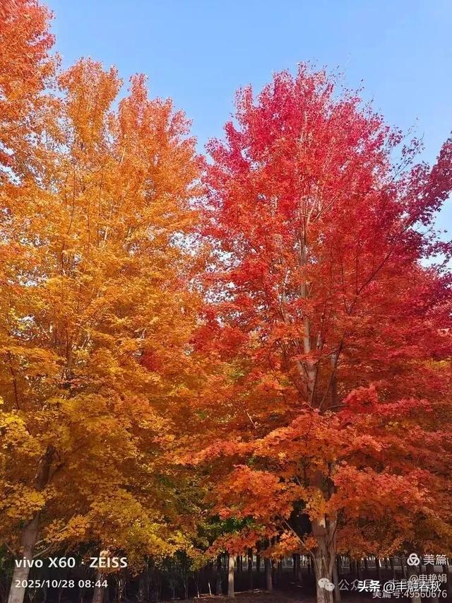 丹枫映秋,枫彩满楼|申艳娟