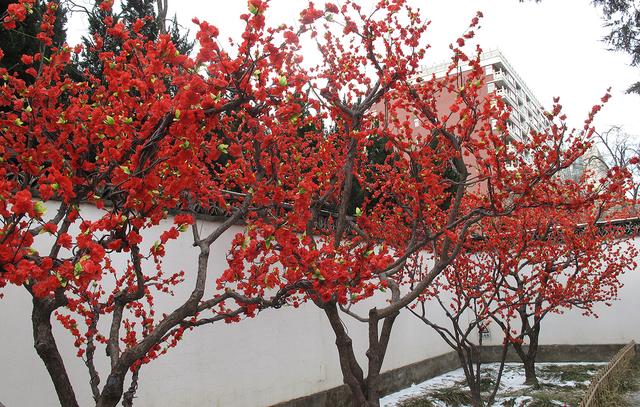 北京大观园“梅花”提早绽放 古风新春景致惊艳亮相