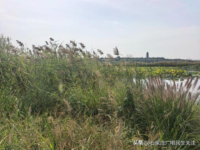 十一漫游滹沱河：乘滹沱河观光线，赴一场河湖与秋风的约会