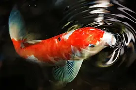 锦鲤的寿命有多长？图片