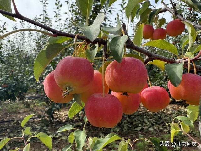 秋季必收藏！延庆9条精品游玩攻略超好玩→