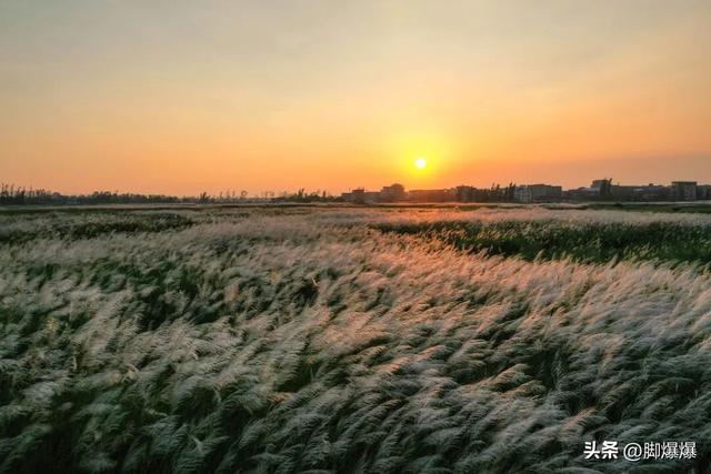 芦花似雪秋意浓！来吴阳，赴一场浪漫的芦荻之约