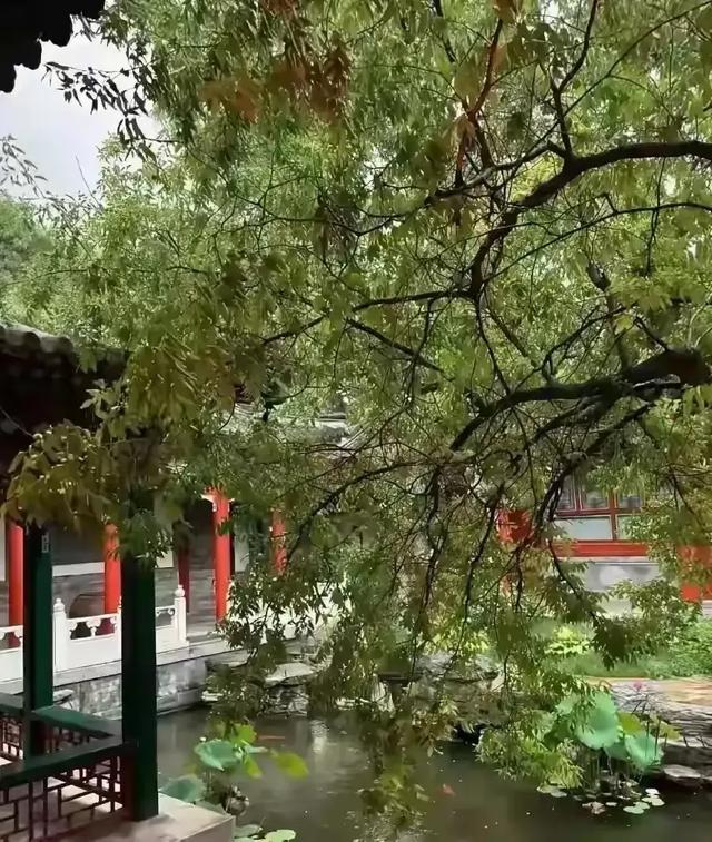 李湘在平台晒自家北京小院，大到让网友以为是景区，真的太有钱了