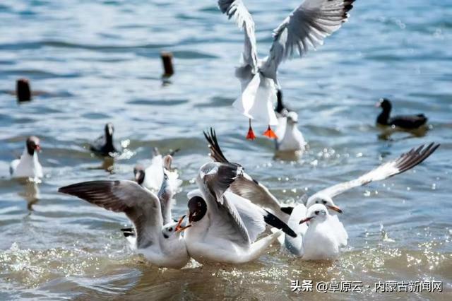大河壮阔 亮丽北疆 |乌海湖：金沙碧水共长天
