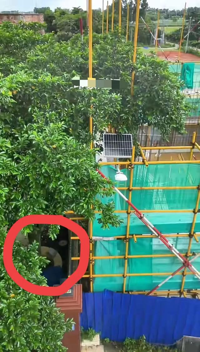 有苦说不出！全红婵家邻居不砍树的原因找到了，新房紧贴隔壁围墙