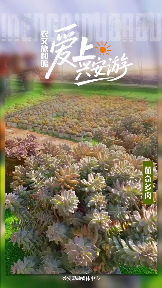 乌兰浩特农文旅近郊漫游指南 | 一种心情,N种打开方式!