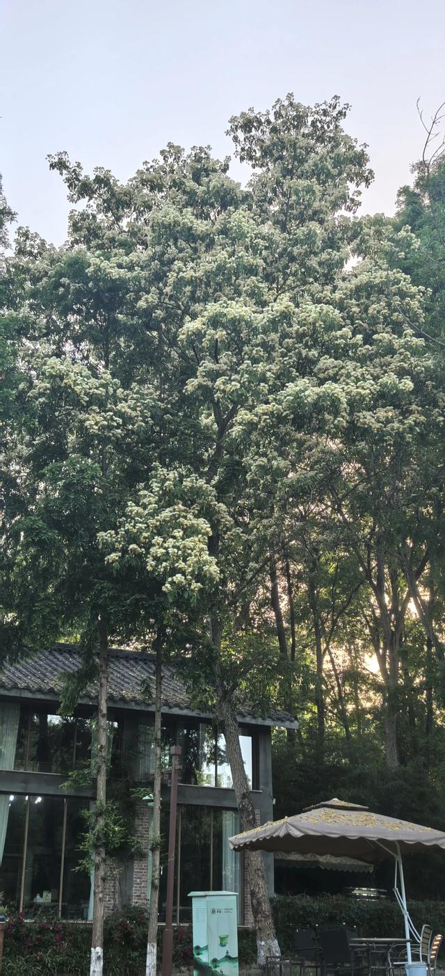 山合欢的光