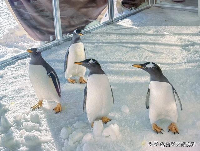 南国最美雪乡神农架：108种冬日浪漫，藏着华中最野的雪趣
