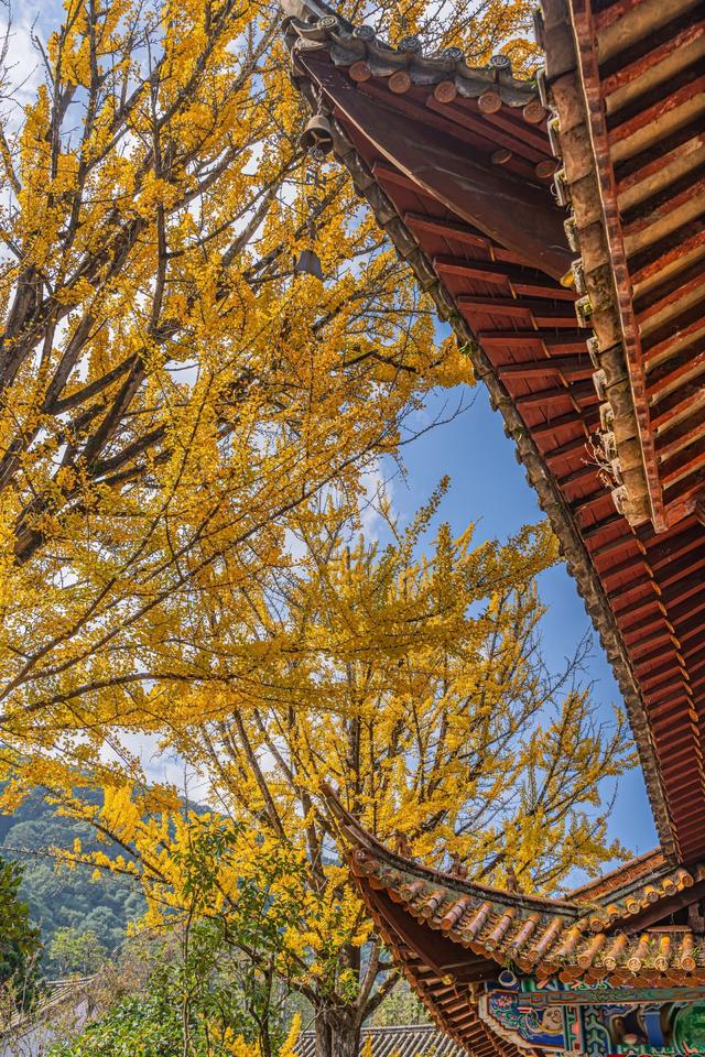 古寺暴击，在禅意中观赏金色银杏叶