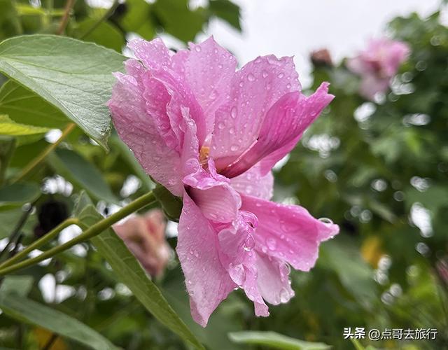 成都，最不可小看的公园，雨中超美，凉风阵阵，公共交通直达！