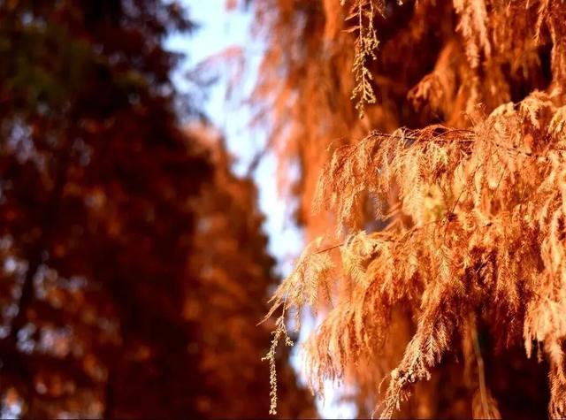 给你个准信！韶关森林红！红！红啦~