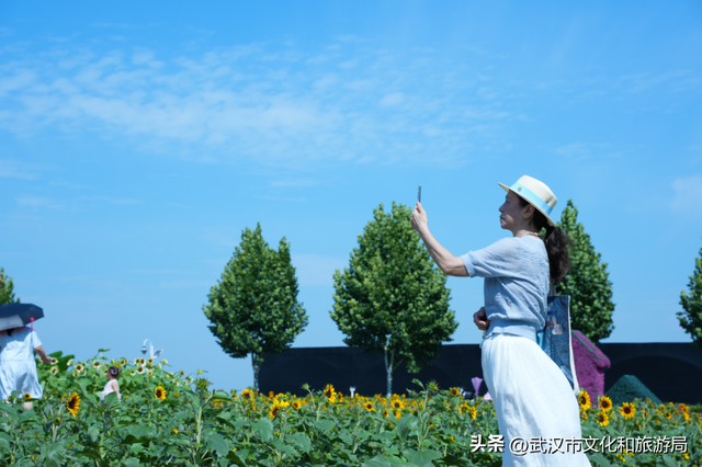 赏花正当时｜万花齐放！武汉这片金色进入最佳观赏期！