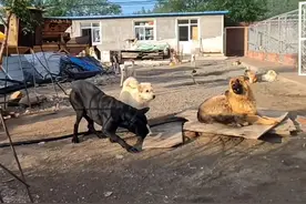 河北承德土犬因霸气走红被称“最强阿尔法”，主人：养了一百多只狗，它打架打成了狗王图片