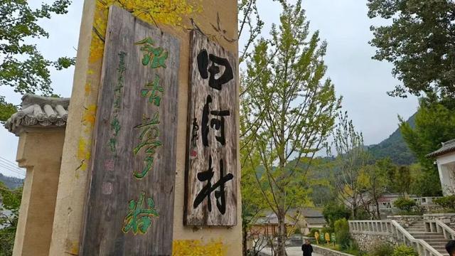 一眼千年！田河村153棵古银杏正“染金”，国庆去这就对了