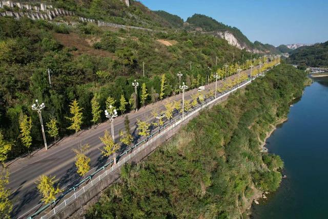 凯里版“黄金大道”将迎来观赏佳期 您的相机准备好了吗