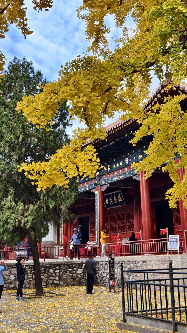 千年银杏树酣畅淋漓向世界宣布：我来过，我灿烂过！