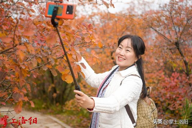 层林尽染！洛阳黄河两岸秋景已上线