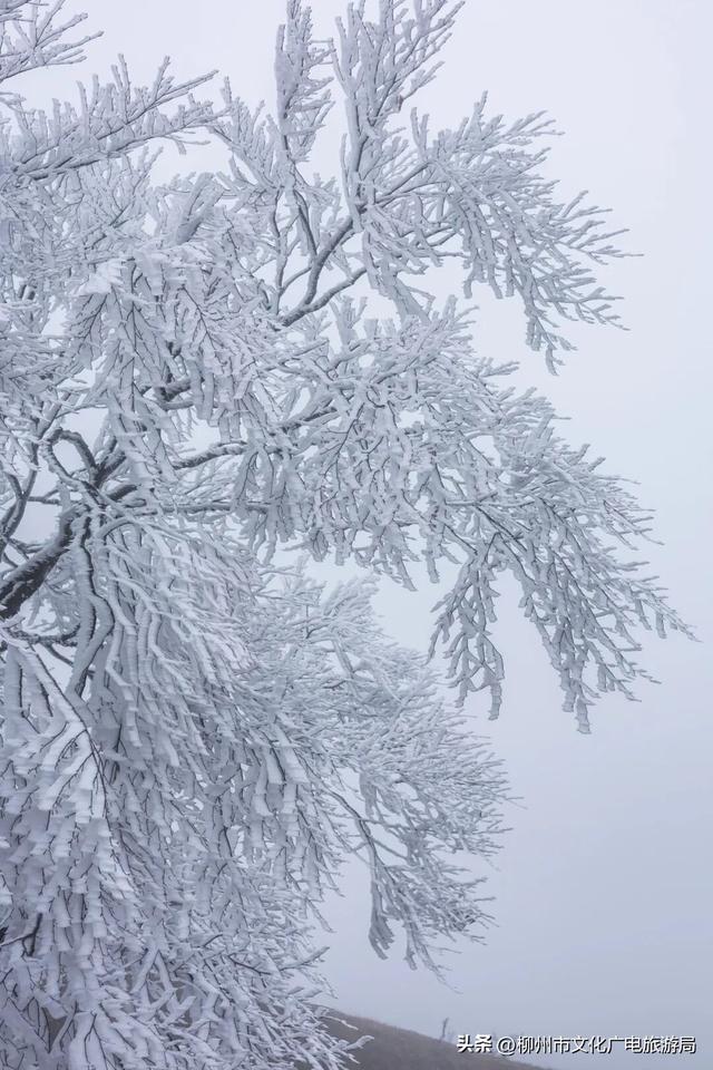 柳州冬日颜值交给雾凇负责！我只负责“哇塞！”+注意安全~