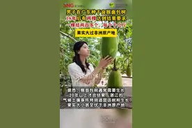 男子在广东种千亩猴面包树，18年后有两棵达到结果要求图片