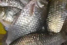 倒刺钩VS无倒刺钩，让你看的明明白白！图片