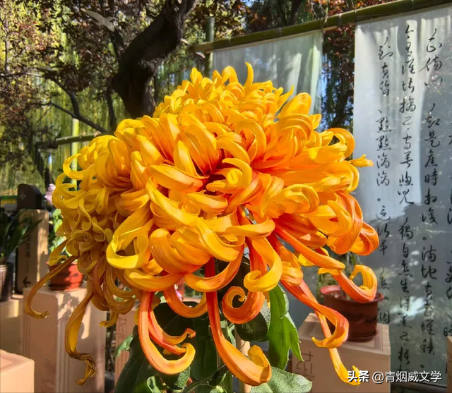 趵突菊韵 锦绣泉城