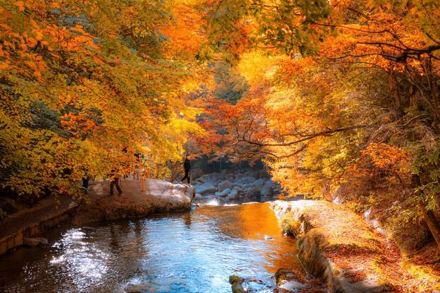彩林、银杏、红叶...成都周边最值得去的8个景点