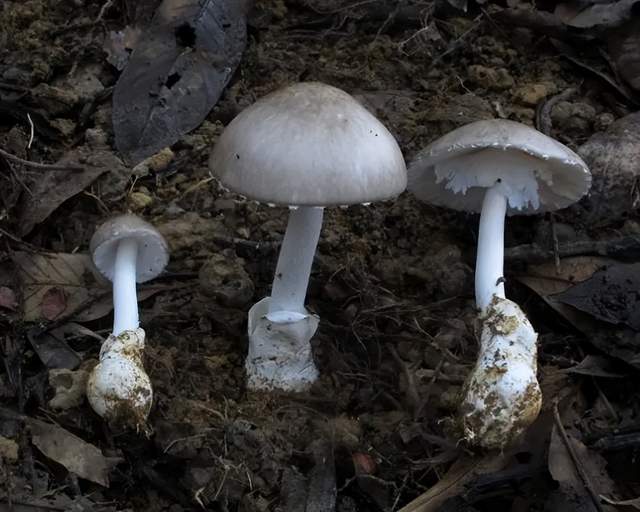 怎么种蘑菇简单不用菌包 a9a33abc5af24456a842af37407e2e0a~tplv-tt-shrink:640:0.jpg?lk3s=06827d14&traceid=20240904201214AC60C2B3417CDF9DA3F8&x-expires=2147483647&x-signature=7M1GqxMtxJR5SH3pOof69MQW3is%3D