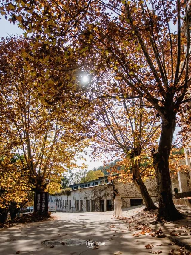 2025利州秋色，每一帧都是限定浪漫