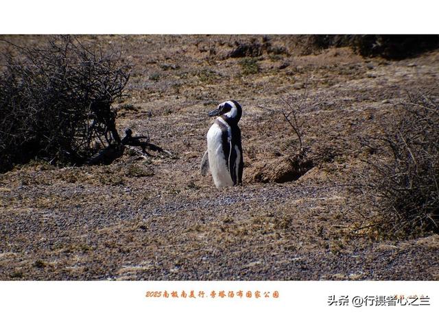南极南美三国行游影记（77）—阿根廷旁塔汤布国家公园（四）