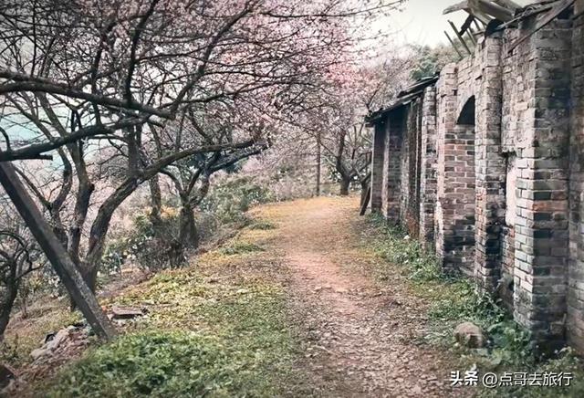 成都真正的“小林芝”盛景，被严重低估，漫山梅花，美到震撼！