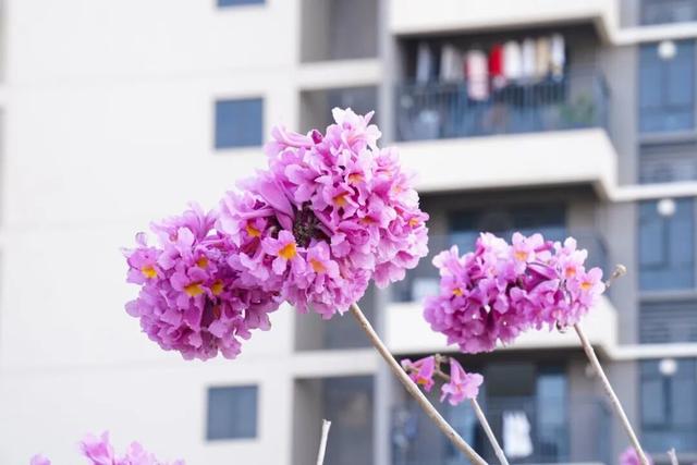 美翻！金湾「紫色花海」，开了！