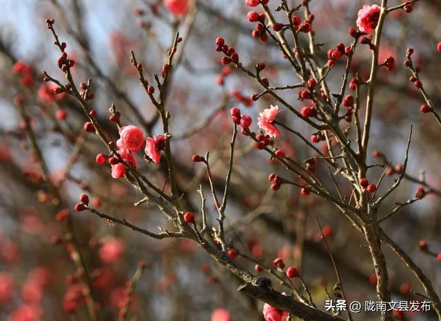 冬日“梅”景，真美！