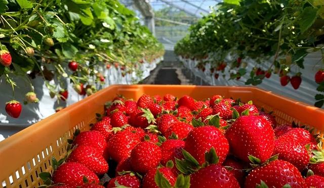 东京采草莓景点10选：新宿、涩谷当日来回、多样草莓品种吃到饱