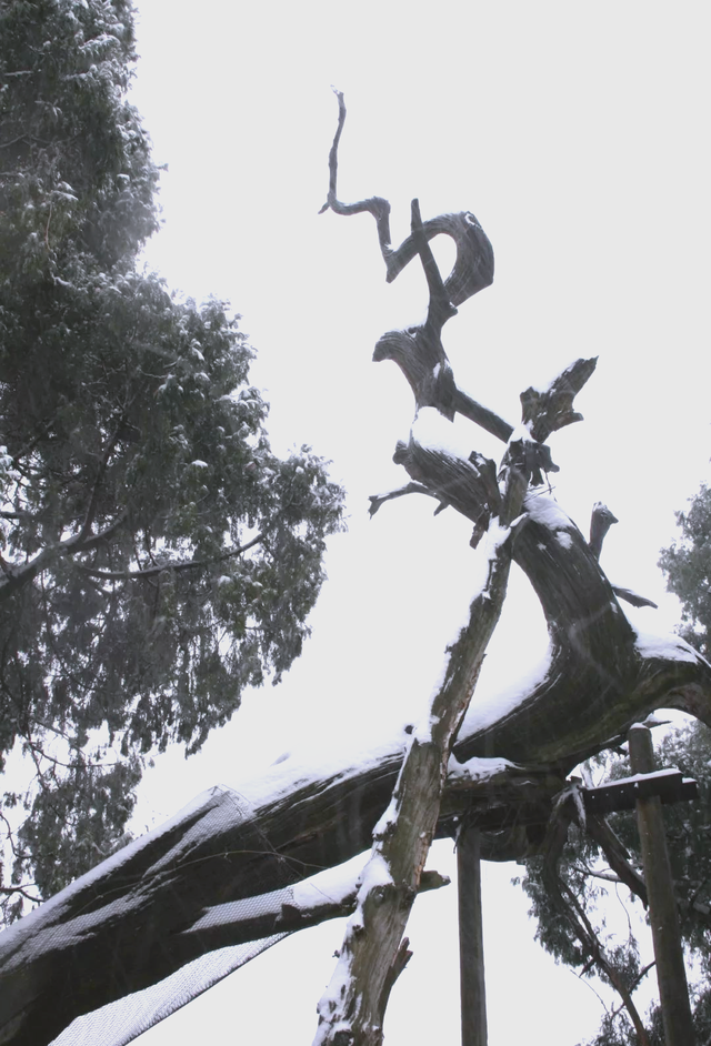 七曲山藏着千年“活化石”：晋柏苍劲，守了岁月万重秋