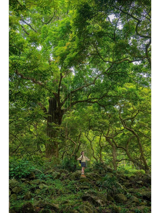 广州藏了片“塞尔达魔幻森林”千年古榄树+青苔秘境，市区1h直达