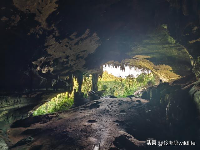 马来西亚(32)砂拉越州⑥世界遗产尼亚洞窟探险