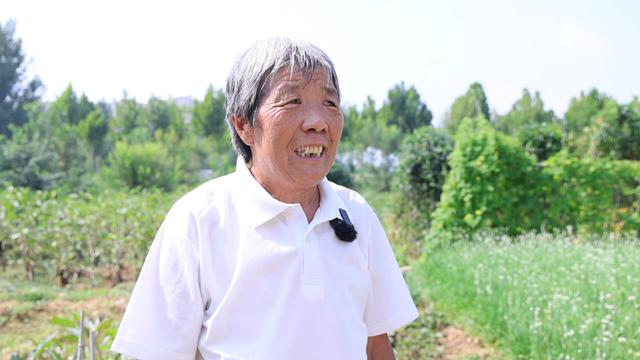 文化中国行丨处暑时节探访天平街道：快乐露营 菜园养生