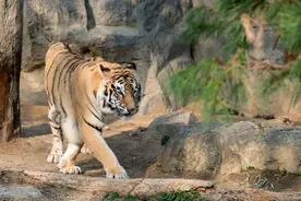 安徽阜阳20只东北虎不能白死图片