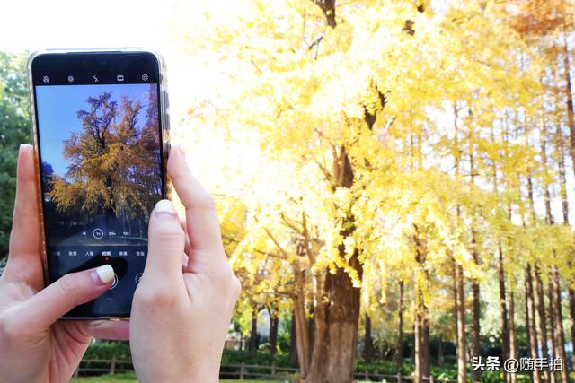 又是一年银杏璀璨时,上海闵行一棵300余年古银杏树进入醉美时刻