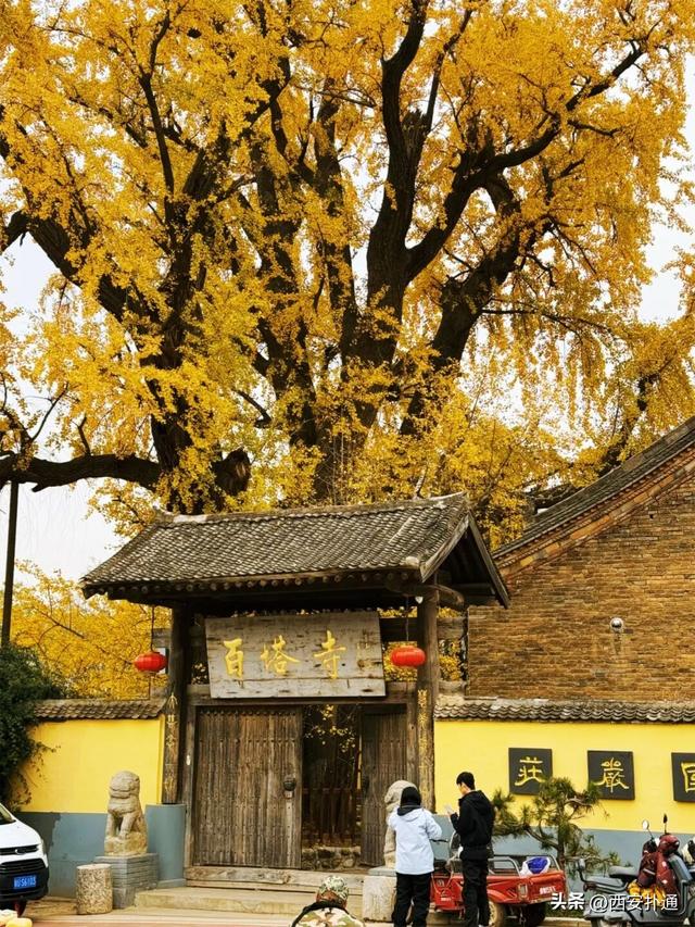 古观音禅寺谢幕？这里的千年银杏，才是最后的隐藏彩蛋！