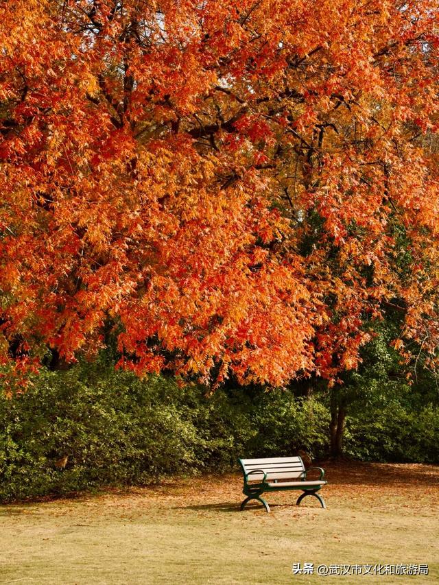 晴晴晴晴晴晴晴晴，东湖彩叶美出新高度！