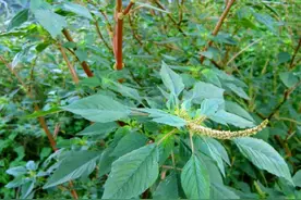 曾是喂猪菜，今日“土人参”，虽浑身是刺，但也浑身是宝，珍贵！图片