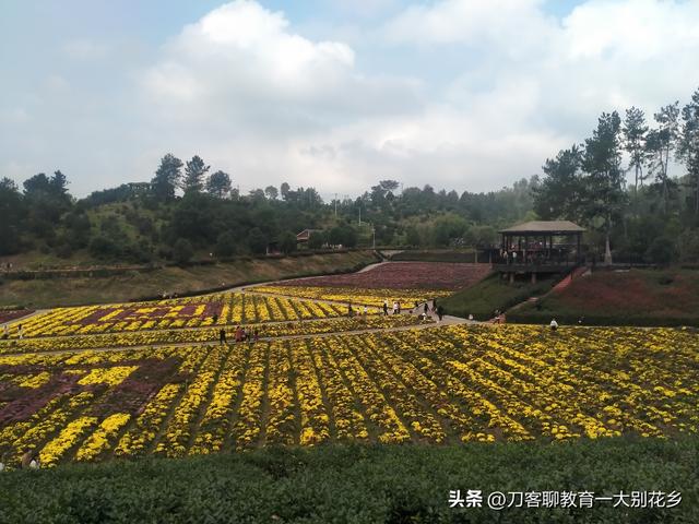 麻城旅游：2025年金秋，麻城五脑山菊花大观园福菊飘香，花海烂漫