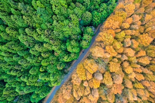 拿好不谢！重庆红叶季最全保姆级攻略，照着拍就对了！